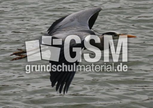 Graureiher-A 227.jpg